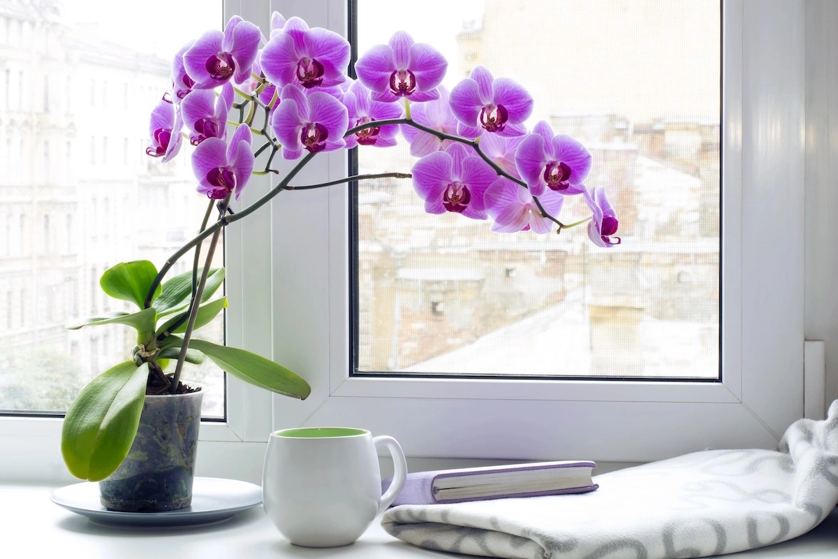 vertrocknete orchideen retten wie geht es