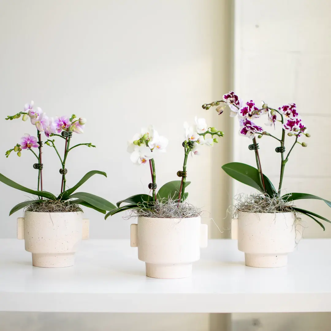wann ist eine orchidee nicht mehr zu retten