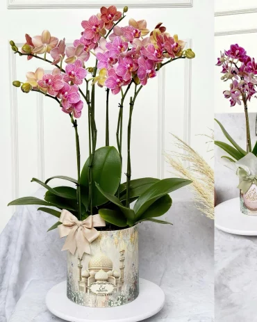 wann orchideen duengen orchidee mit rosa blueten primeraorchid