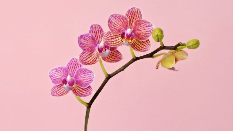 wann orchideen kleben was sollten sie tun