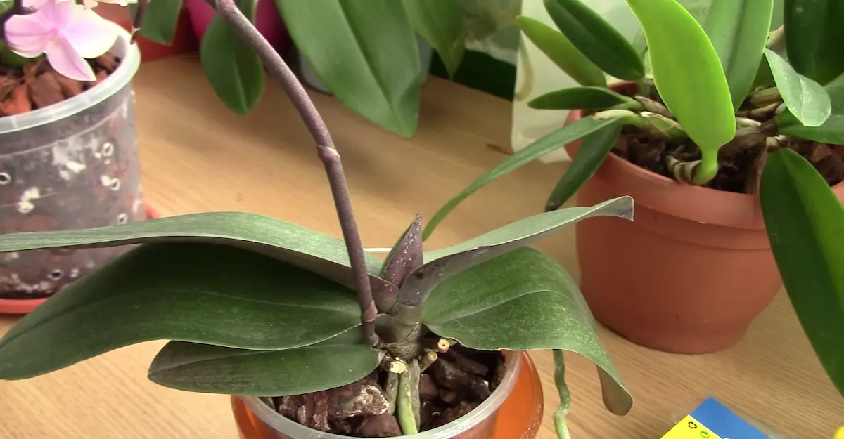 wann orchideen kleben was sollten sie tun