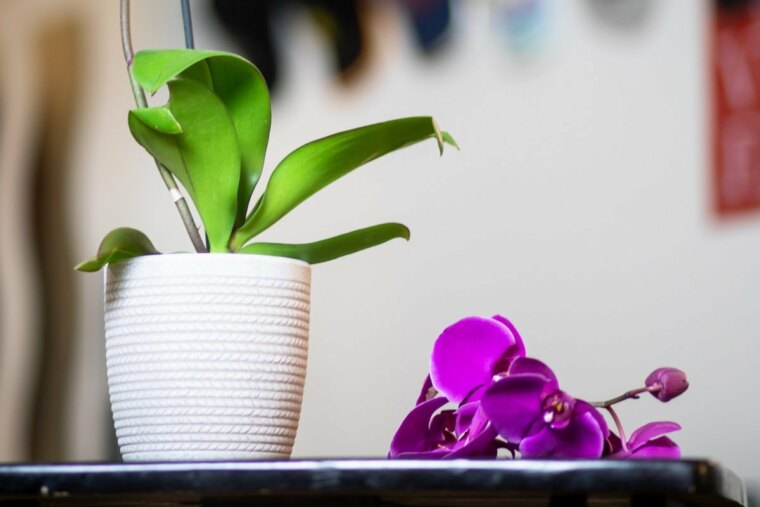 warum fallen die knospen der orchidee
