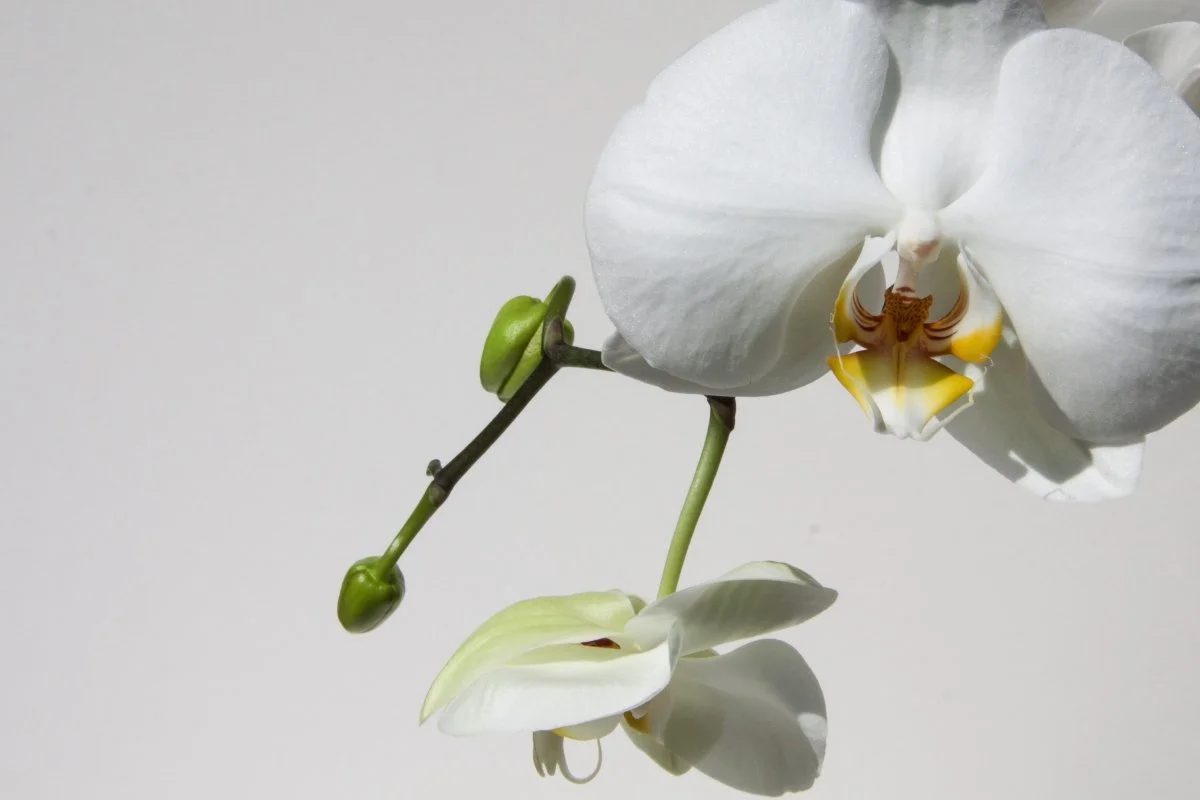 warum fallen die knospen der orchidee