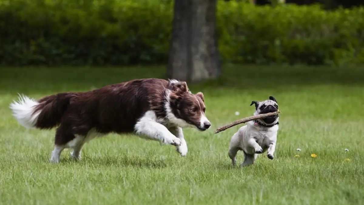 warum moegen hunde nicht angepustet werden zwei hunde laufen auf eine wiese