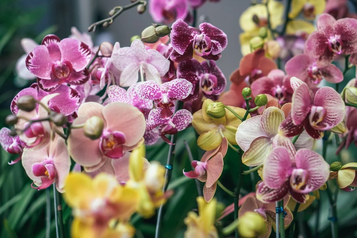 warum trocknen orchideen aus