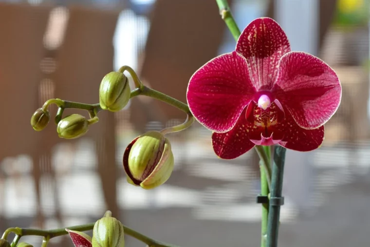 warum werden knospen bei orchideen gelb