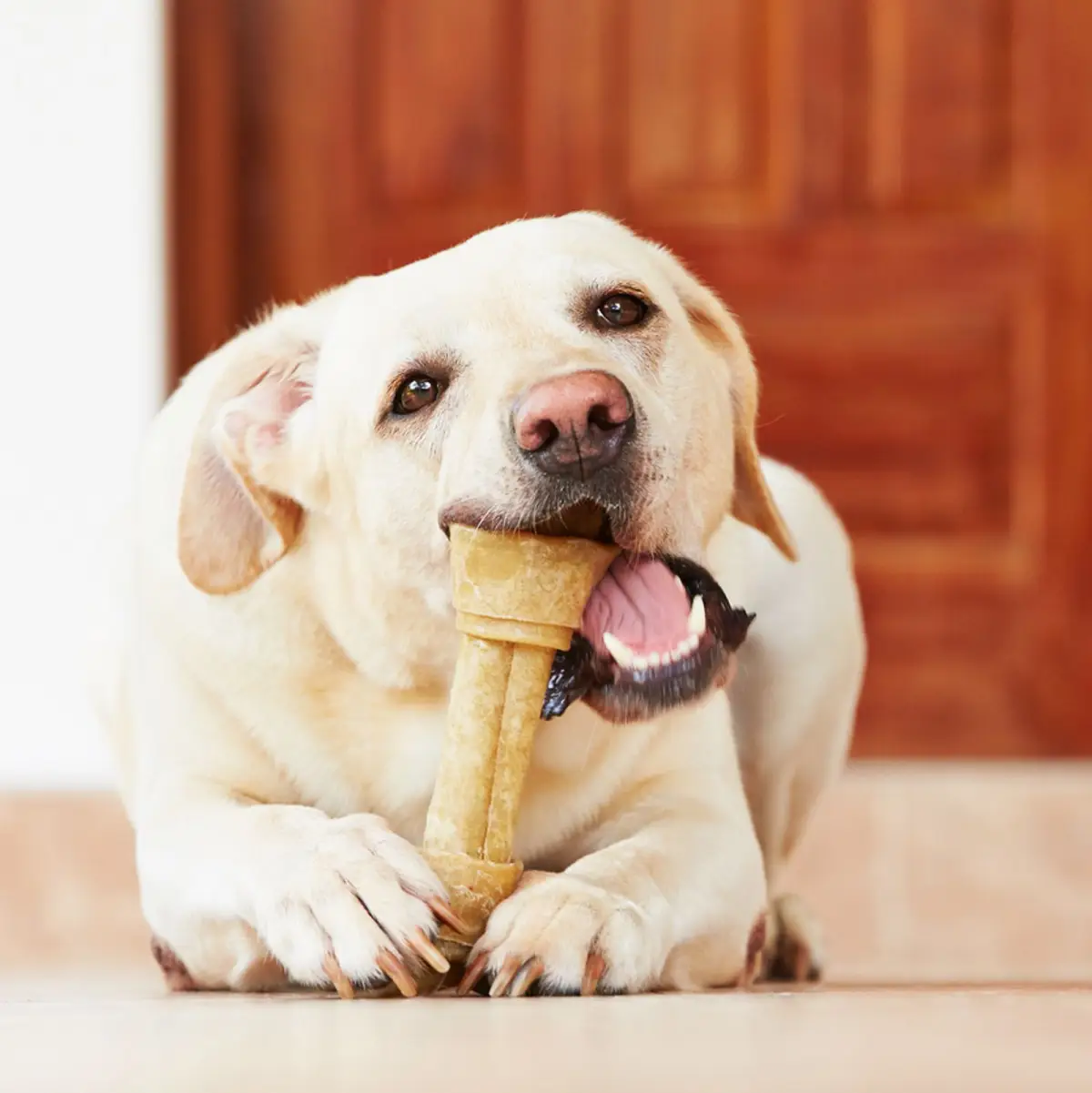 was darf ein hund nicht tun richitge zahnpflege des hundes gesundes hundeleben labrador kaut an knochen