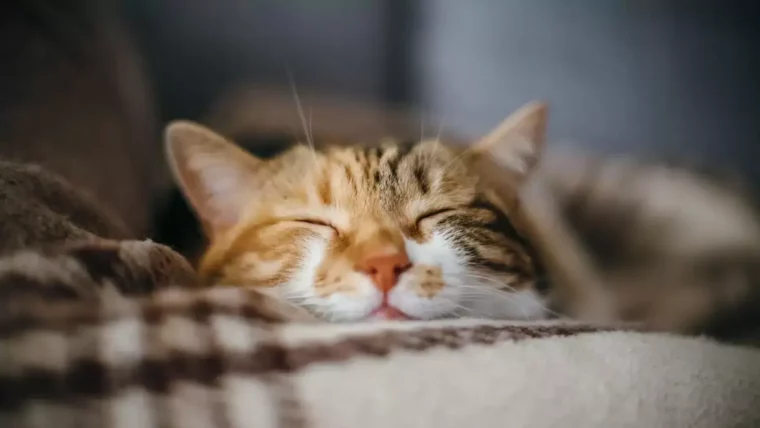 was ist das wichtigste fuer eine katze katze schlaf katze schlaeft am sofa