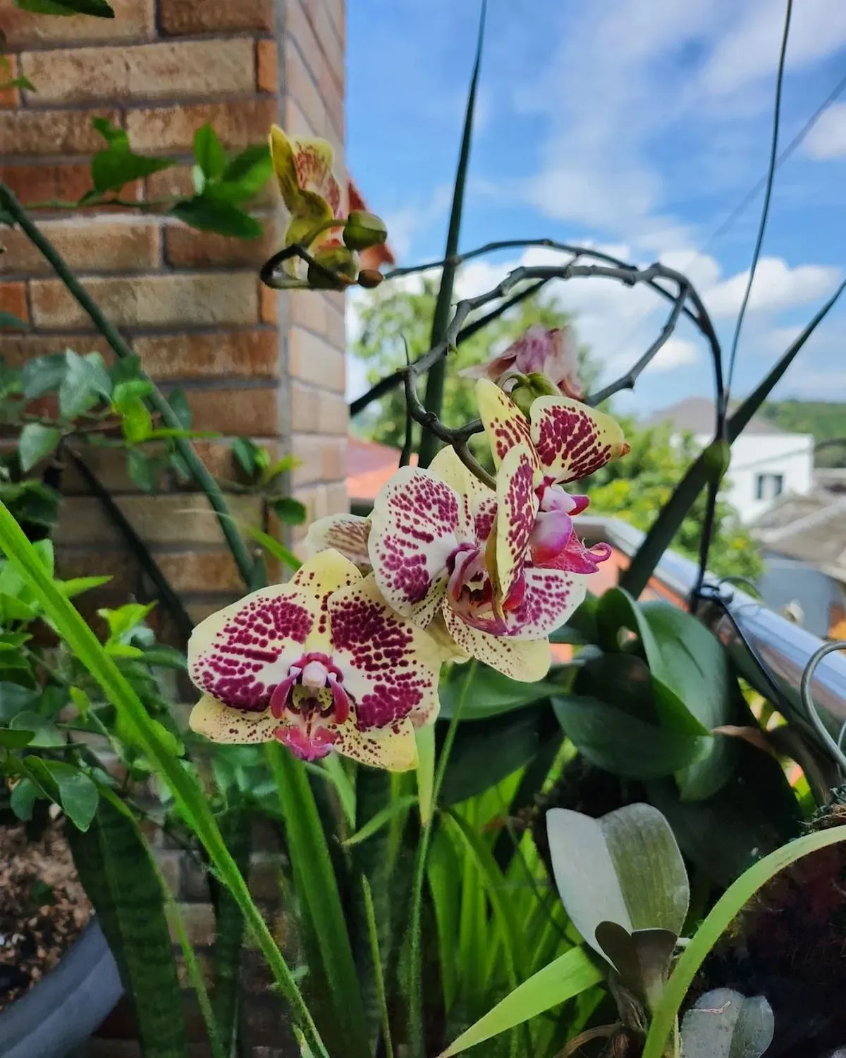 was ist der beste duenger fuer orchideen