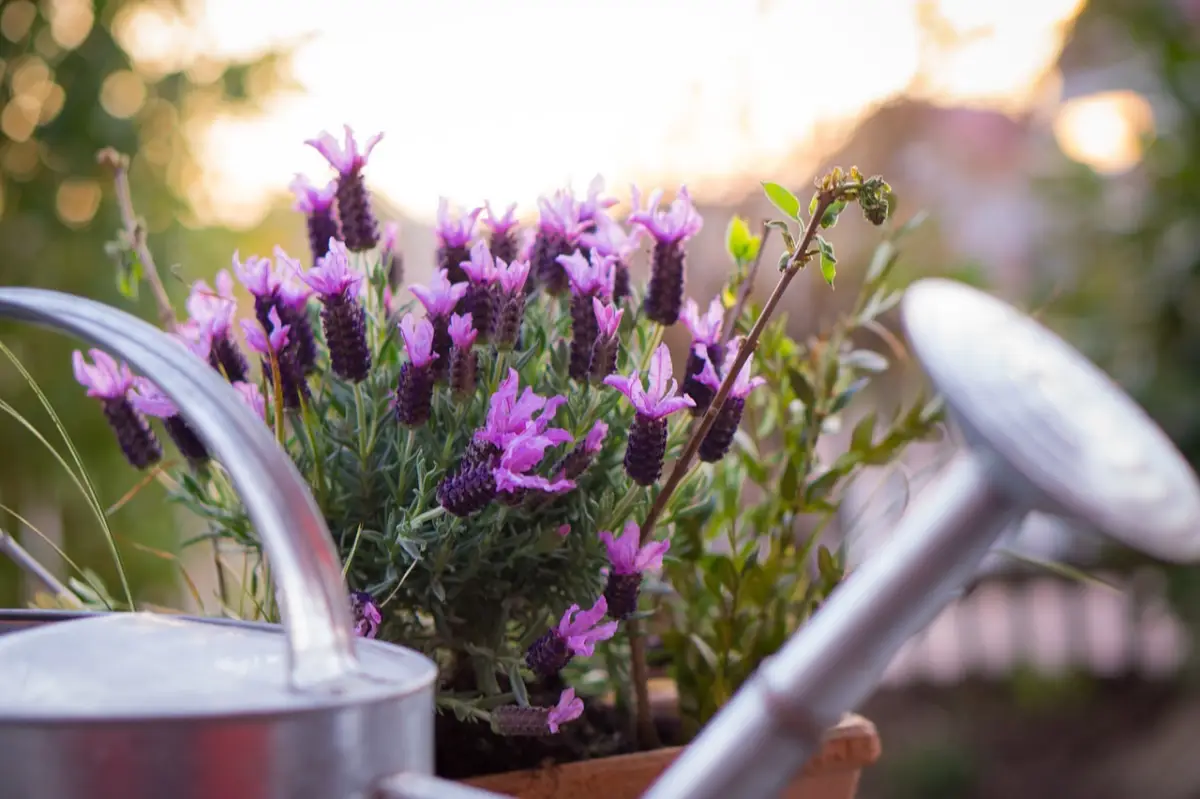 was ist der billigste terrassenbelag kleine terrasse gestalten pflanzen lavendel im topf