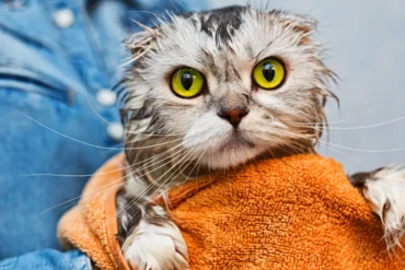 was ist der groesste liebesbeweis einer katze wie lange leben katzen gesundes katzenleben graue katze geduscht in orangem tuch