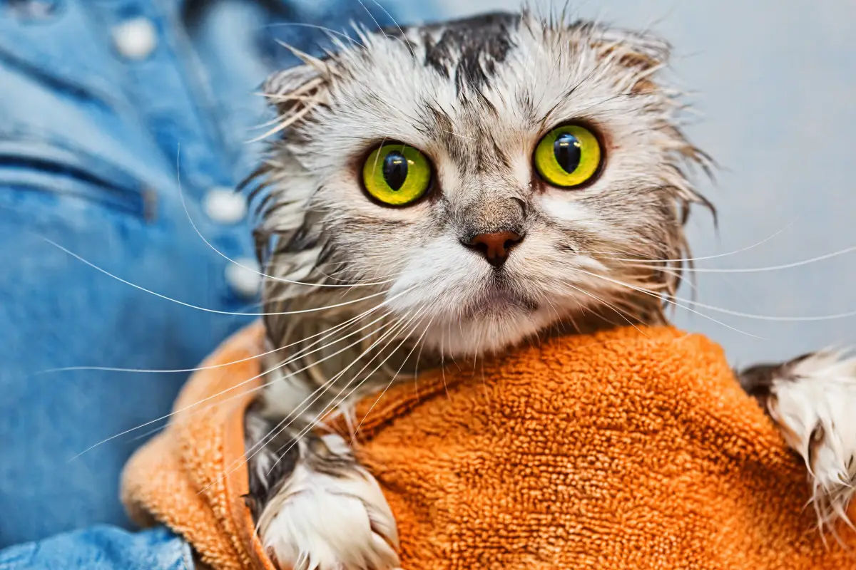 was ist der groesste liebesbeweis einer katze wie lange leben katzen gesundes katzenleben graue katze geduscht in orangem tuch