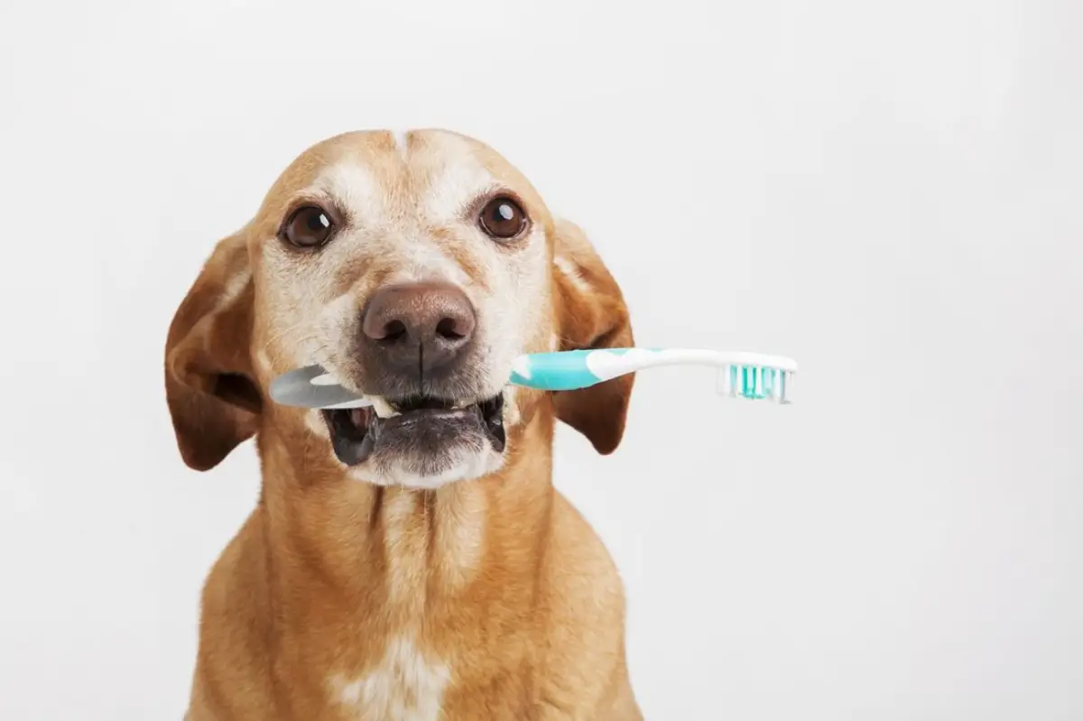 was kann ich tun damit mein hund lange lebt zahnpflege bei hunden hund haelt zahnbuerste im mund
