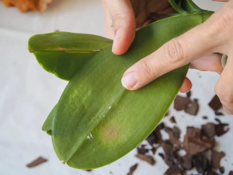 was kann man gegen klebrige orchideenblaetter machen