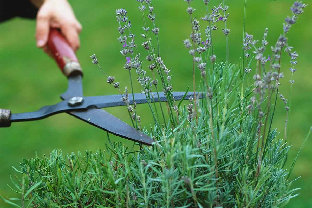 was tun verholzten lavendel schneiden