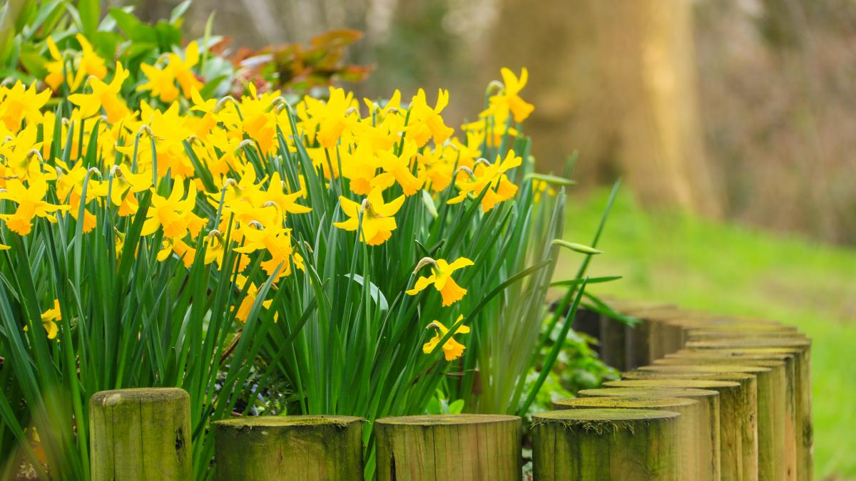 welche blumen kann man im maerz pflanzen