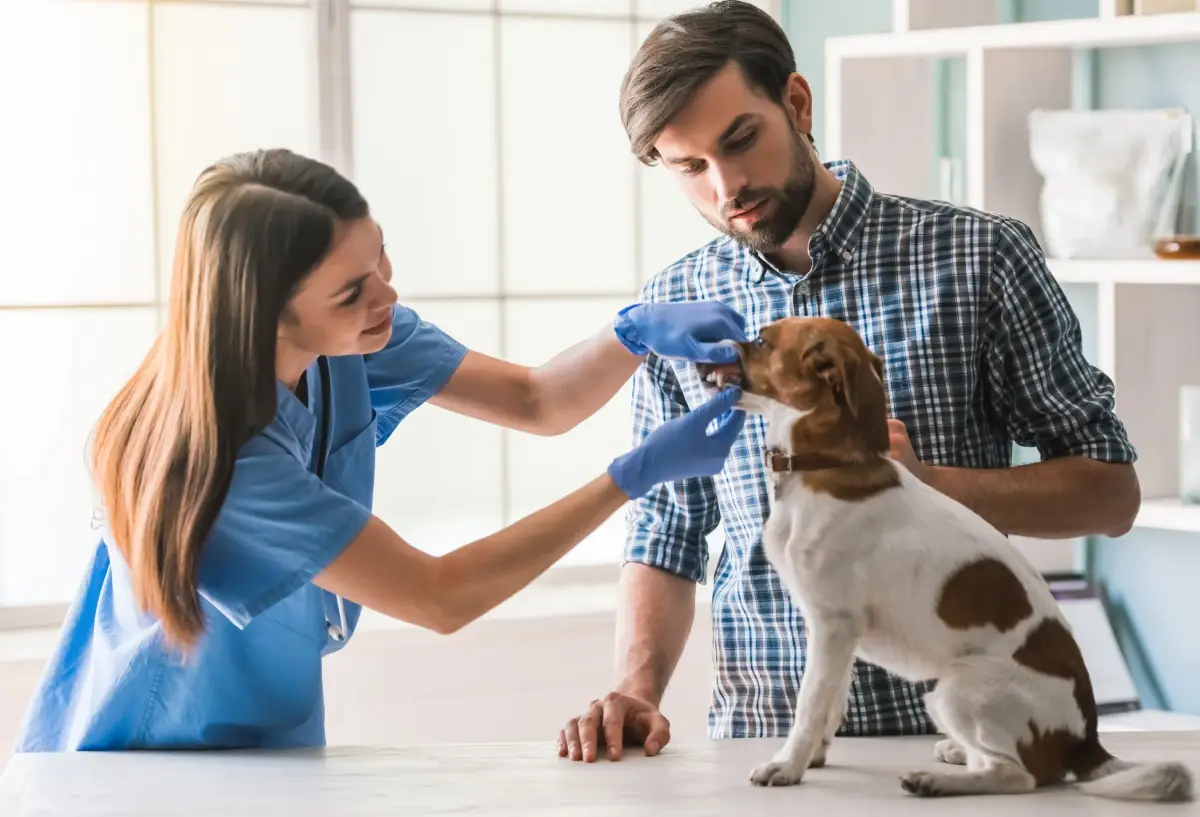 welche hunde leben am laengsten hund beim tierarztb bringen tieraerztin untersucht kleinen hund