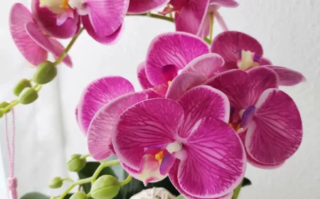 welche natuerlichen duenger fuer orchideen
