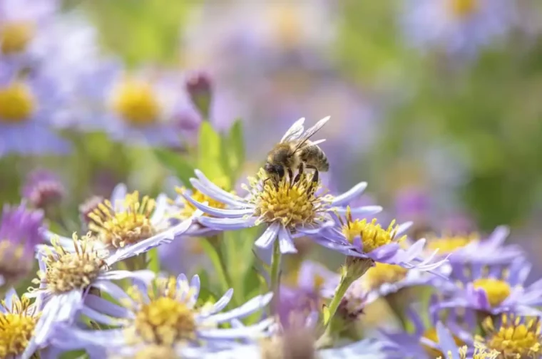 welche tiere fressen gerne gaensebluemchen gaensebluemchen bienenfreundlich kleine biene auf blaues gaensebluemchen