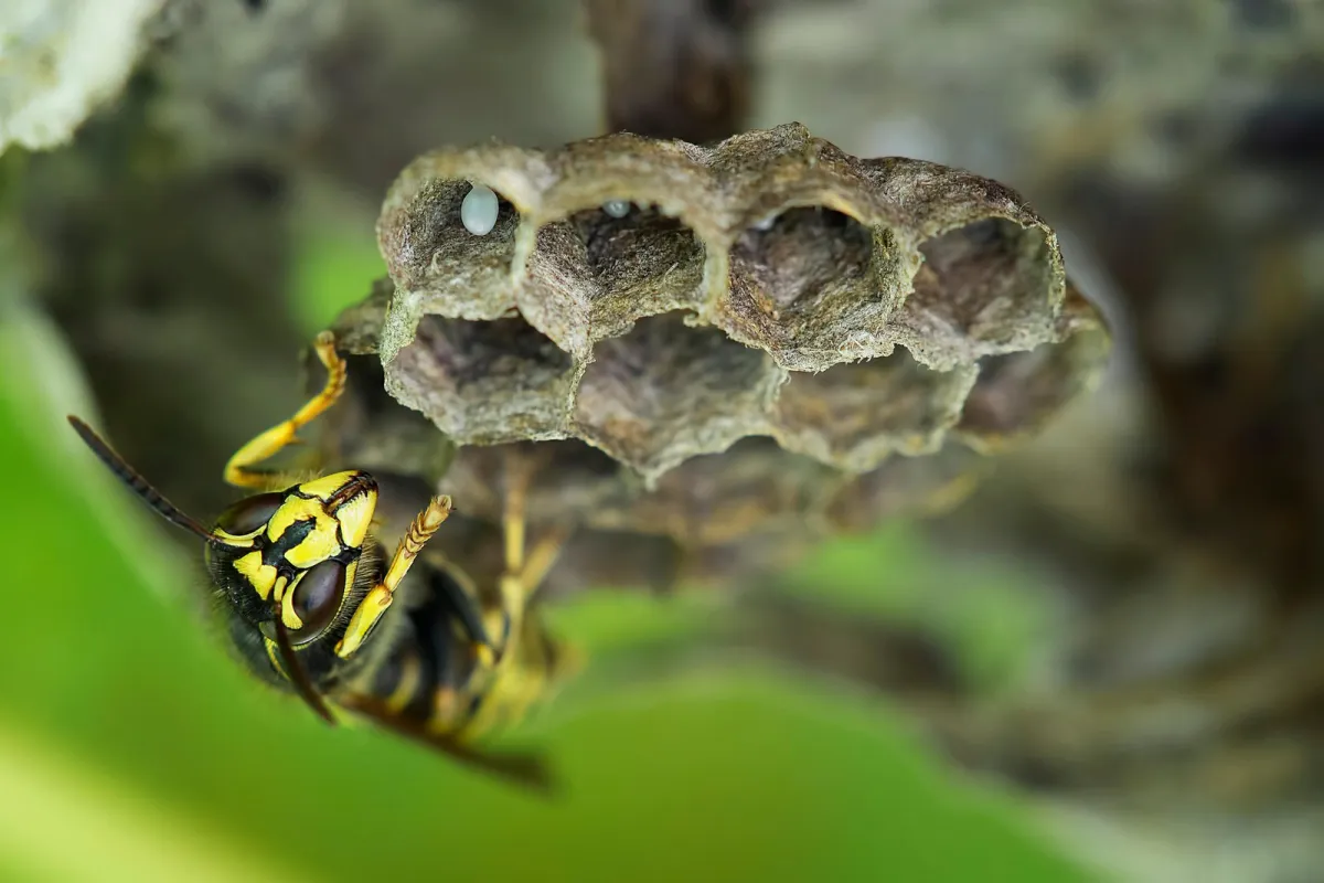 wespennest erkennen und die art des wespennests bestimmen