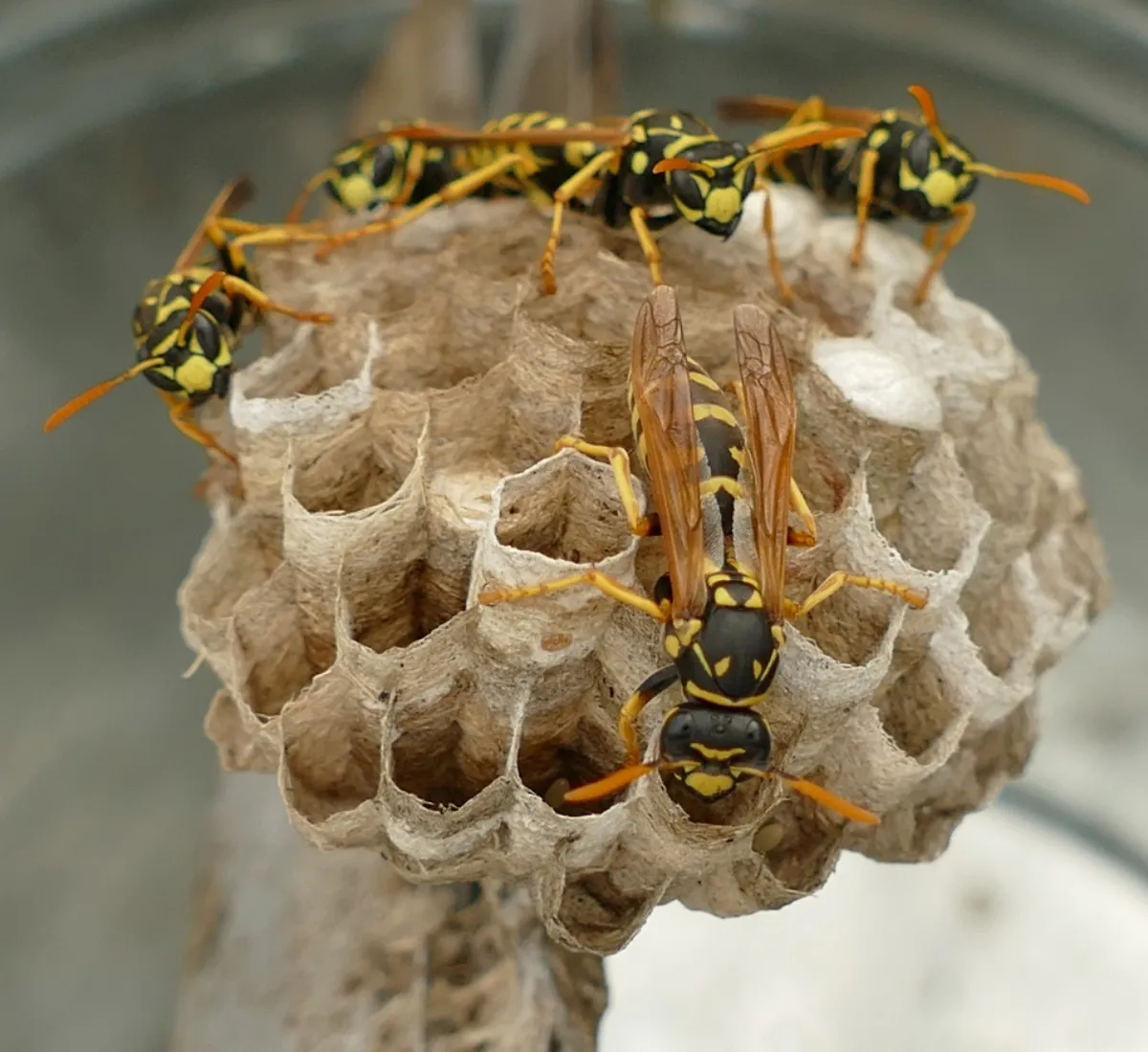 wespennest erkennen wespen entfernen mit hausmitteln