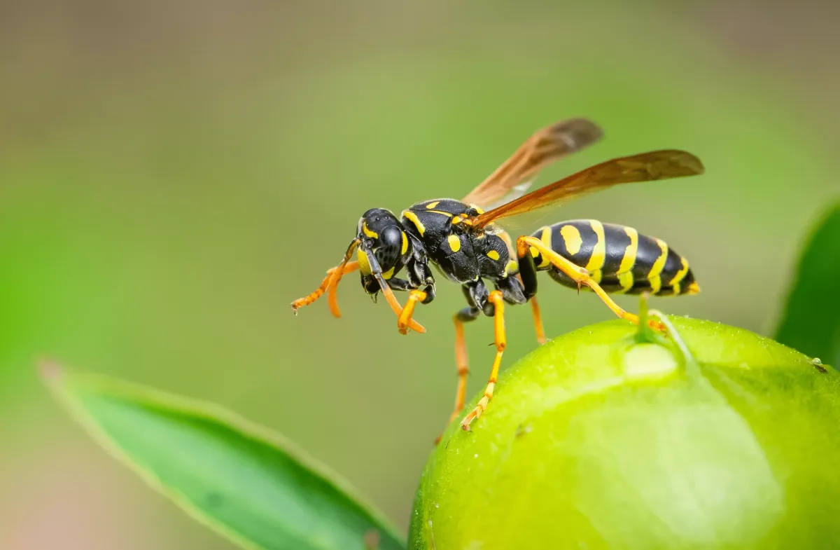 wespennester entfernen mit hausmitteln ohne wespen zu töten
