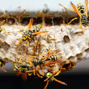 wie entferne ich ein wespennest ohne die wespen zu töten