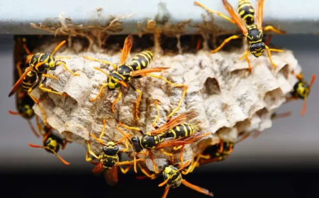wie entferne ich ein wespennest ohne die wespen zu töten