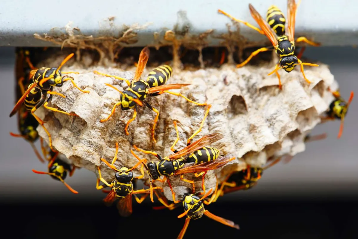 wie entferne ich ein wespennest ohne die wespen zu töten