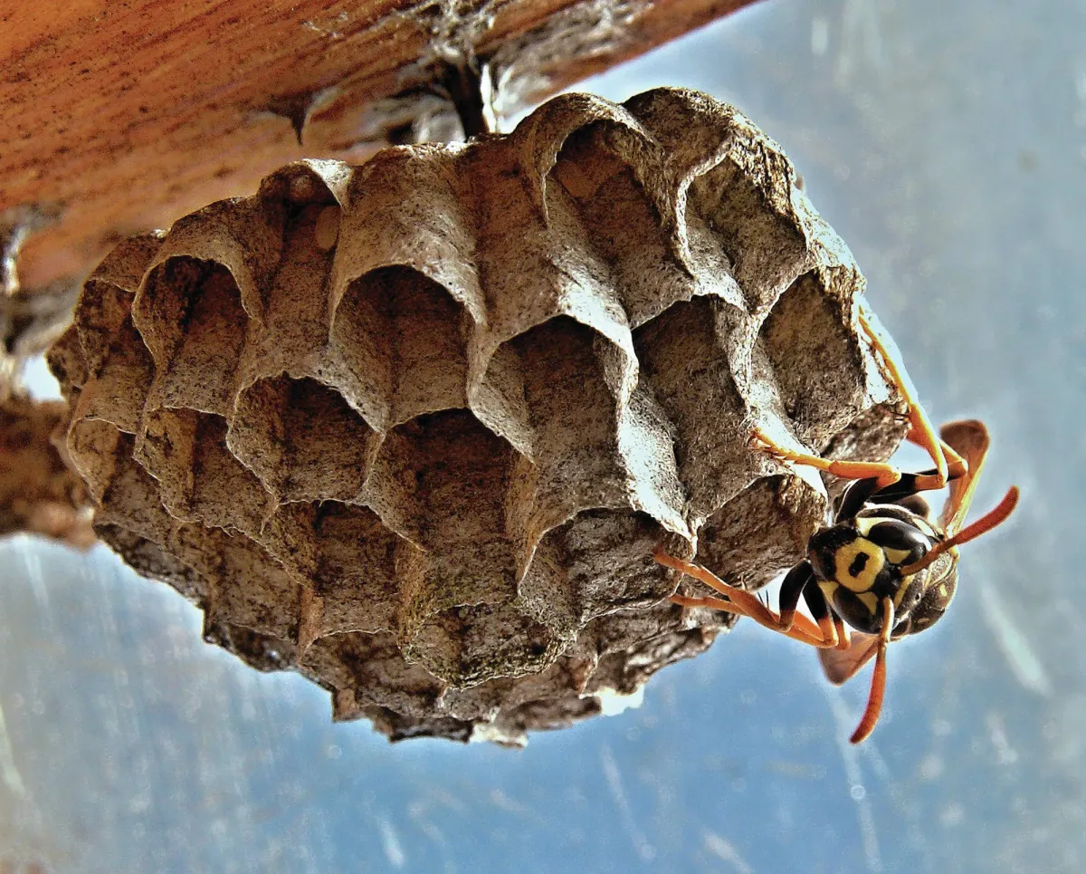wie entferne ich ein wespennest wespen vorbeugen