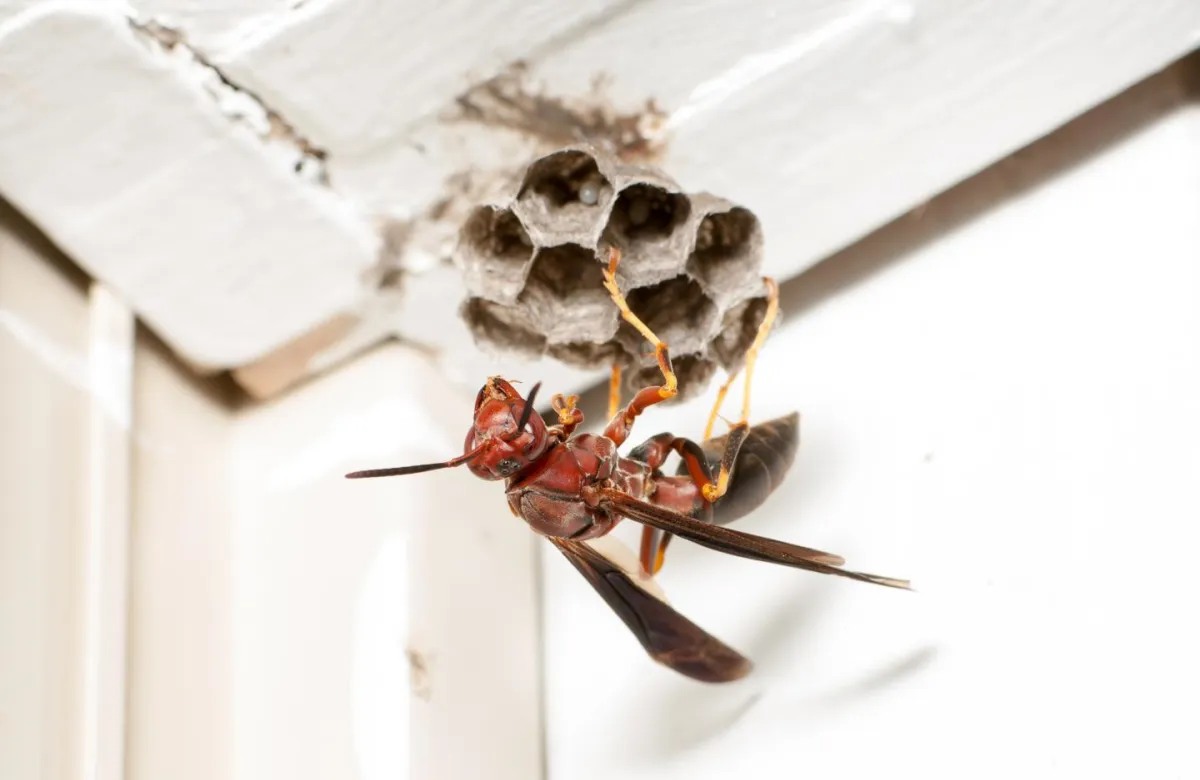 wie entferne ich ein wespennest zuhause gefährlos