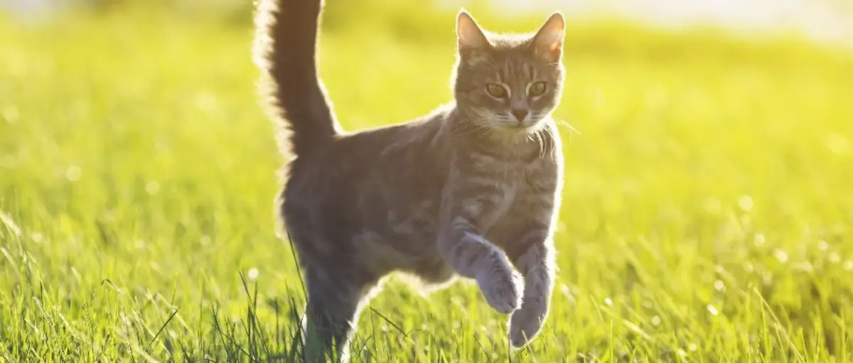 wie erkennt man gesunde katze katze nahrung graue katze springt im garten gras