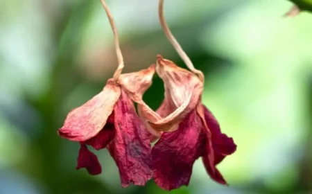 wie koennen sie vertrocknete orchideen retten