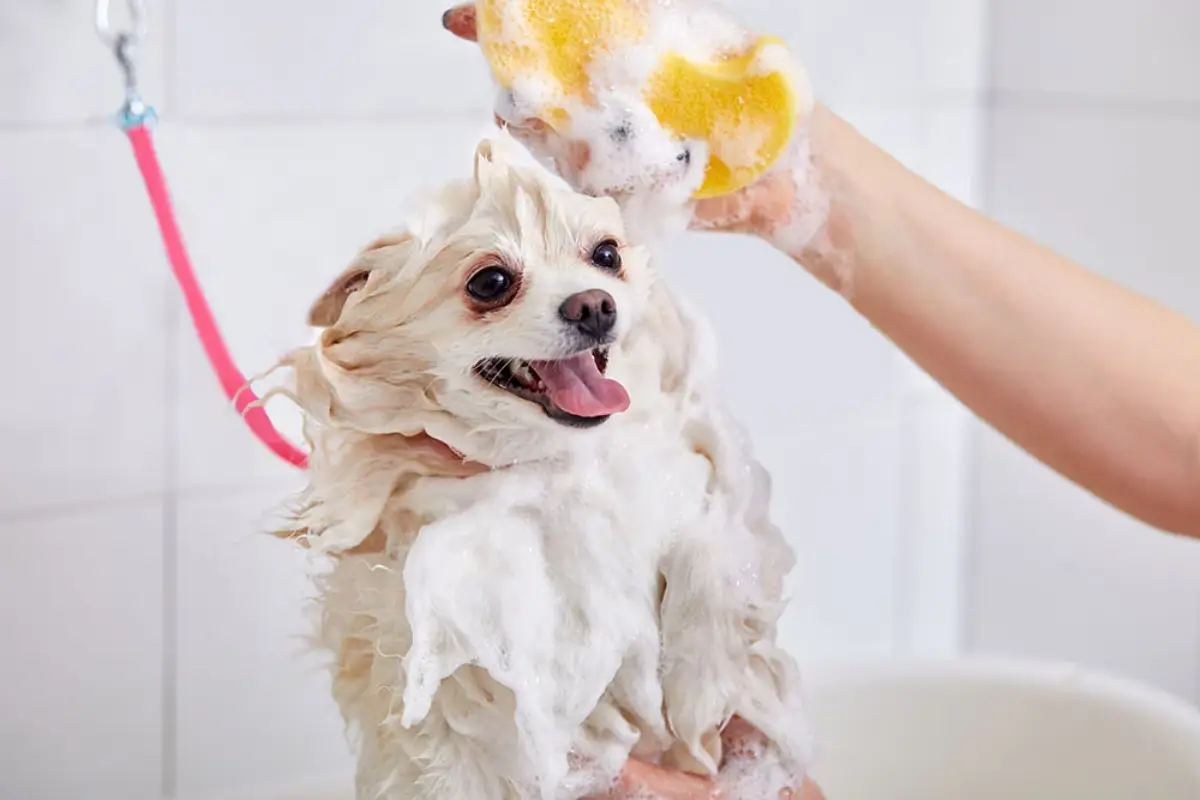 wie lange leben hunde gesundes hundeleben kleines hund unter der dusche shampoo