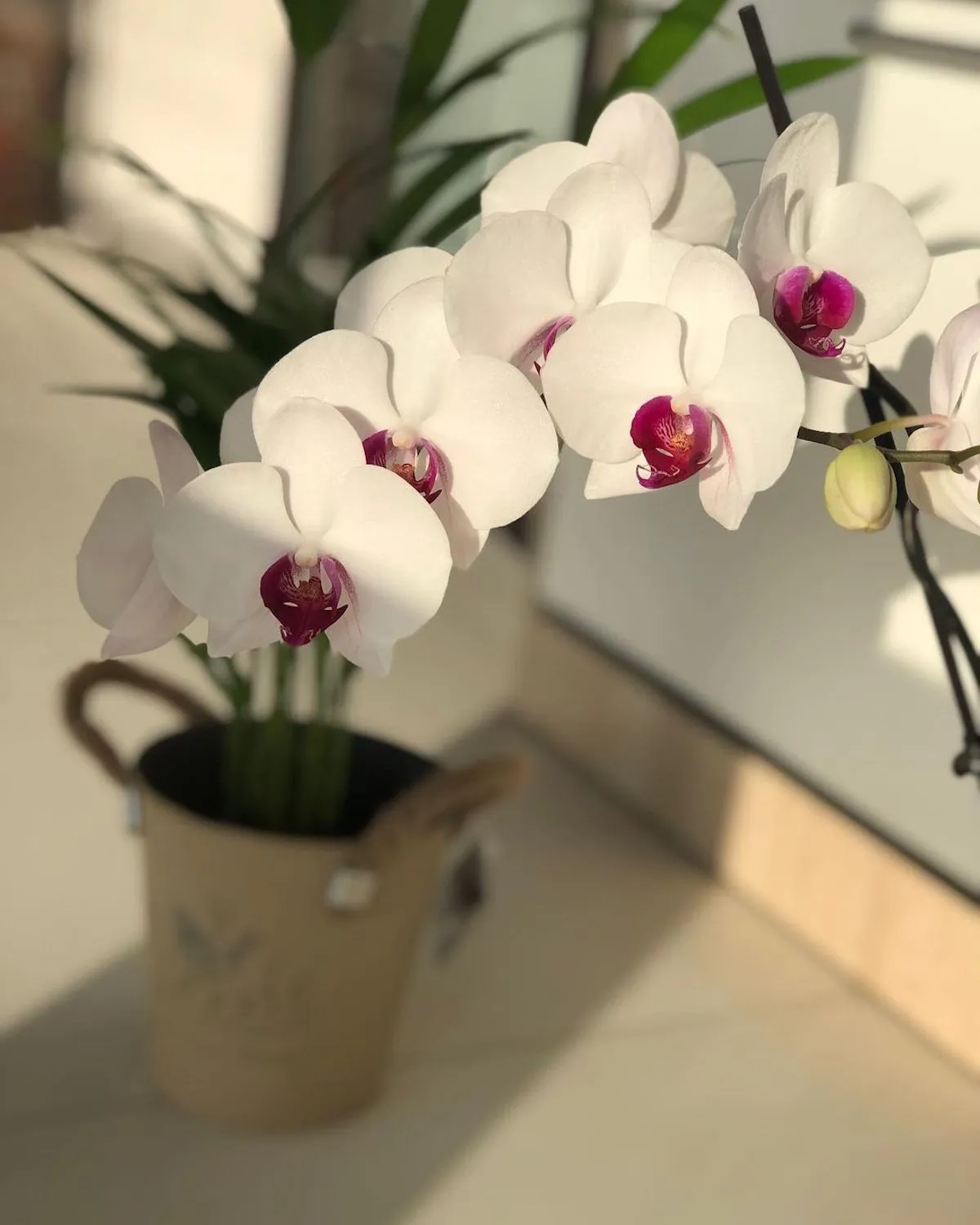 wie verwende ich karoffelwasser fuer orchideen