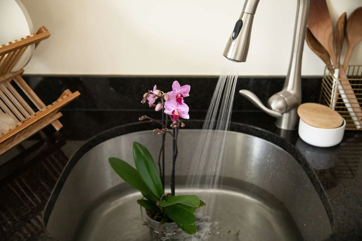 zuckerbad orchideen schlaffe blatter