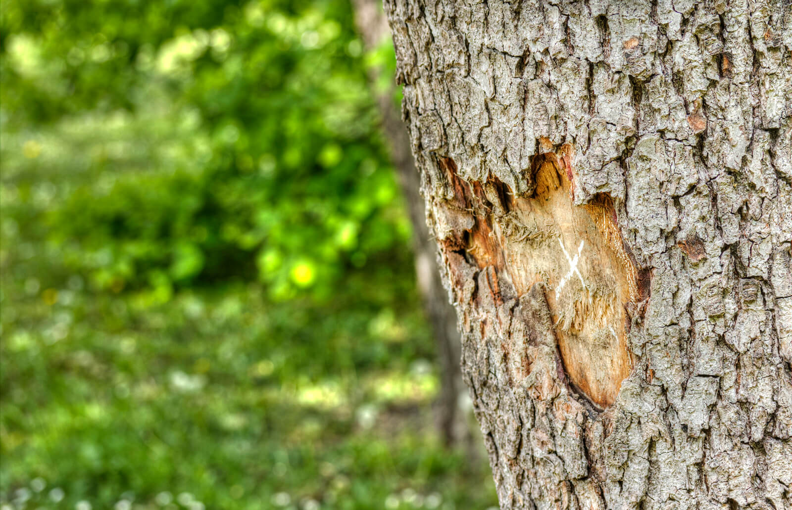 234252 1600x1031 how save tree damaged bark