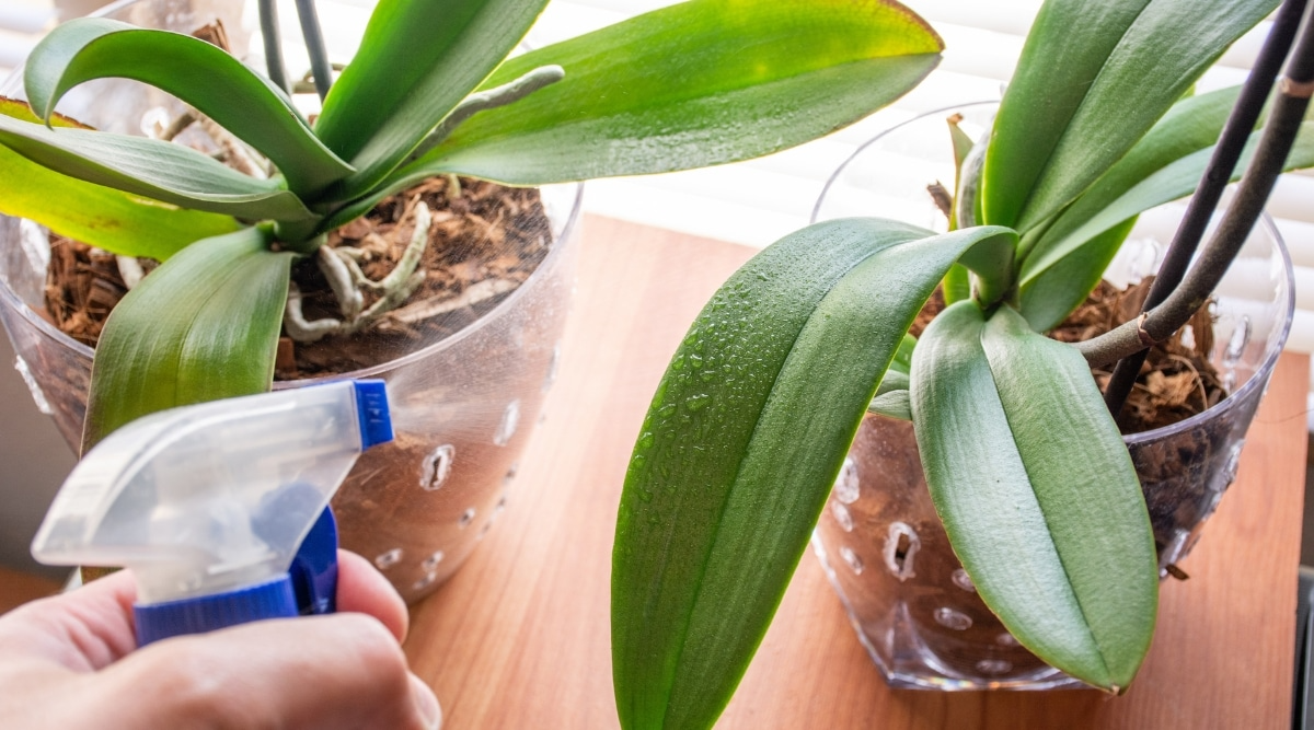 gärtner beschlag im innenbereich orchideen auf einer holz arbeitsplatte