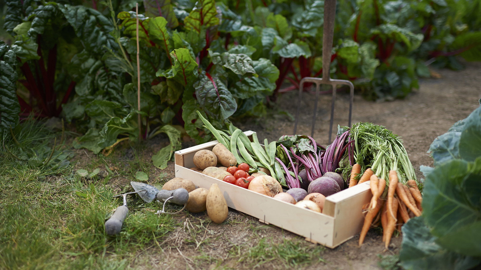 freshly picked box of vegetables on allotment.