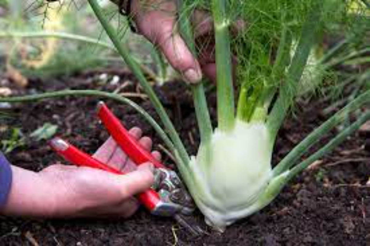 person, die eine fenchelpflanze im garten mit einer roten schere beschneidet