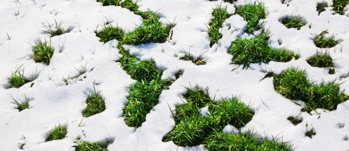 schnee auf grünem rasen nach dem winter