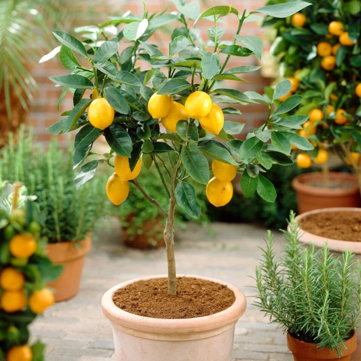 zitronenbaum im garten in braunem keramiktopf neben anderen pflanzen