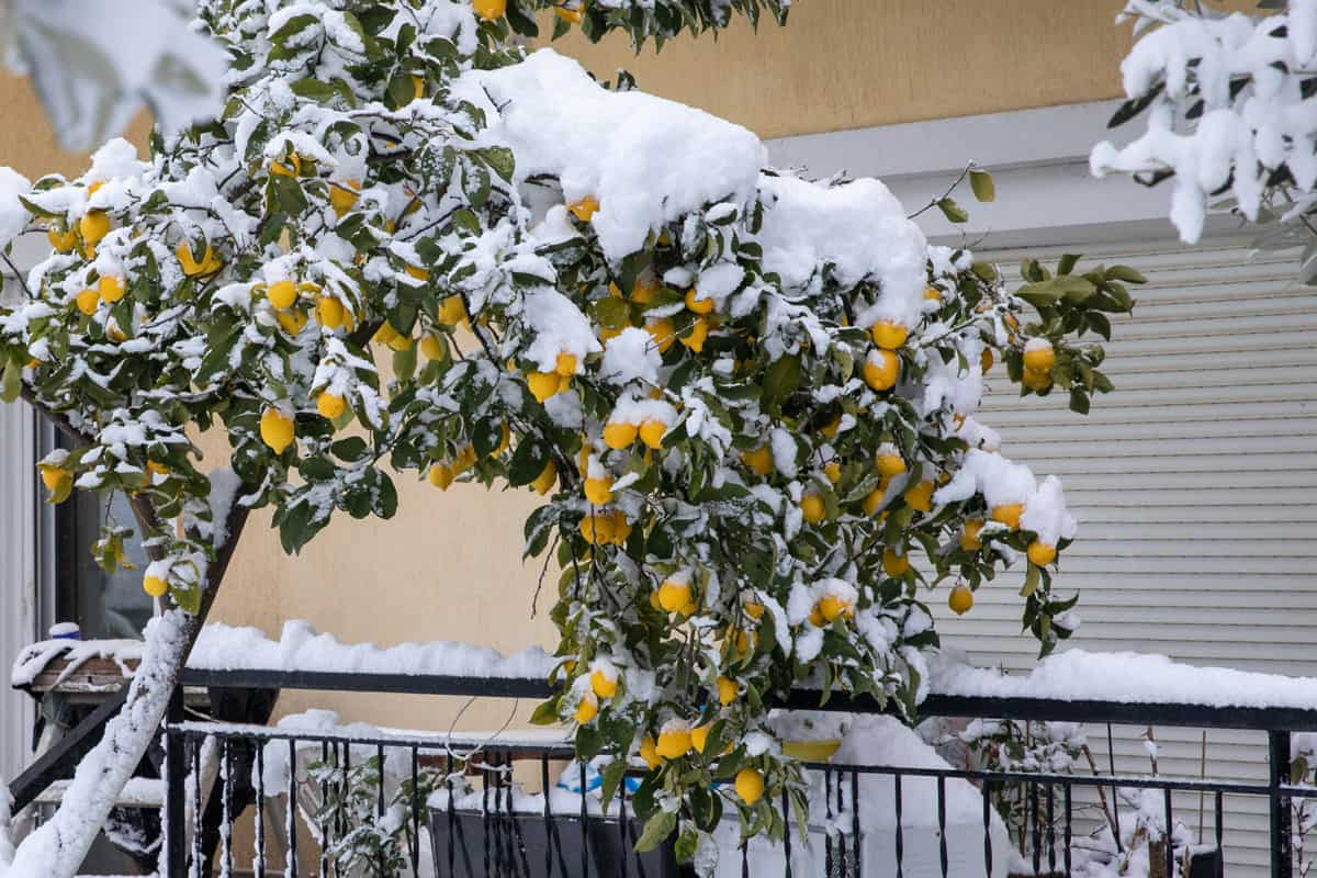 zitronenbaum verliert seine blätter mit schnee bedeckt