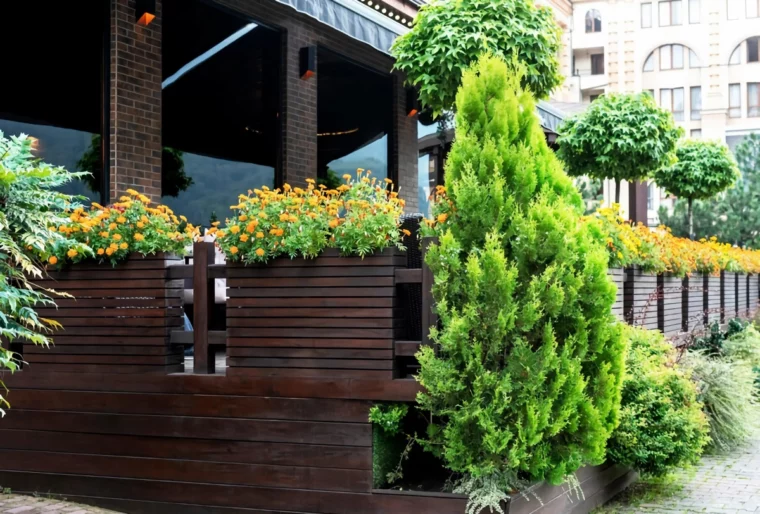 alte thuja hecke schneiden so geht es richtig