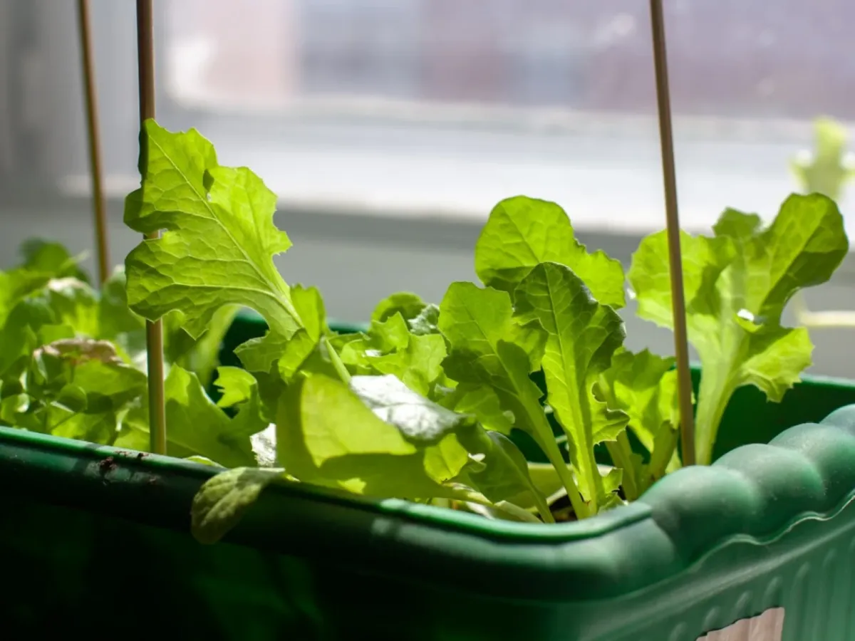 anbau von salat in gefäß schützen vor schädlingen