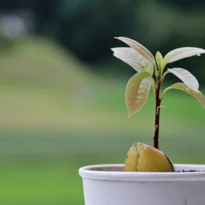 avokado kern einpflanzen kleines baeumchen