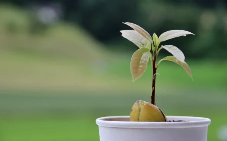 avokado kern einpflanzen kleines baeumchen
