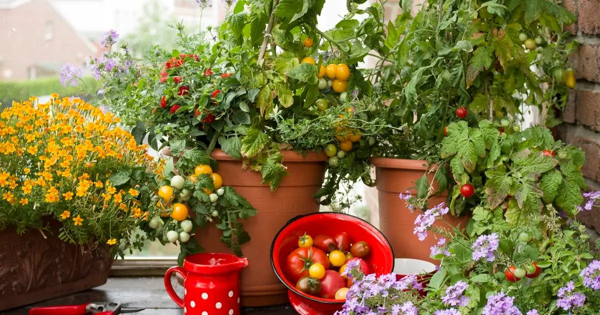 balkon gemue pflanzen kaufen tomaten als gemuese auf balkon pflanzen toepfe mit unterschiedlichn tomatensorten