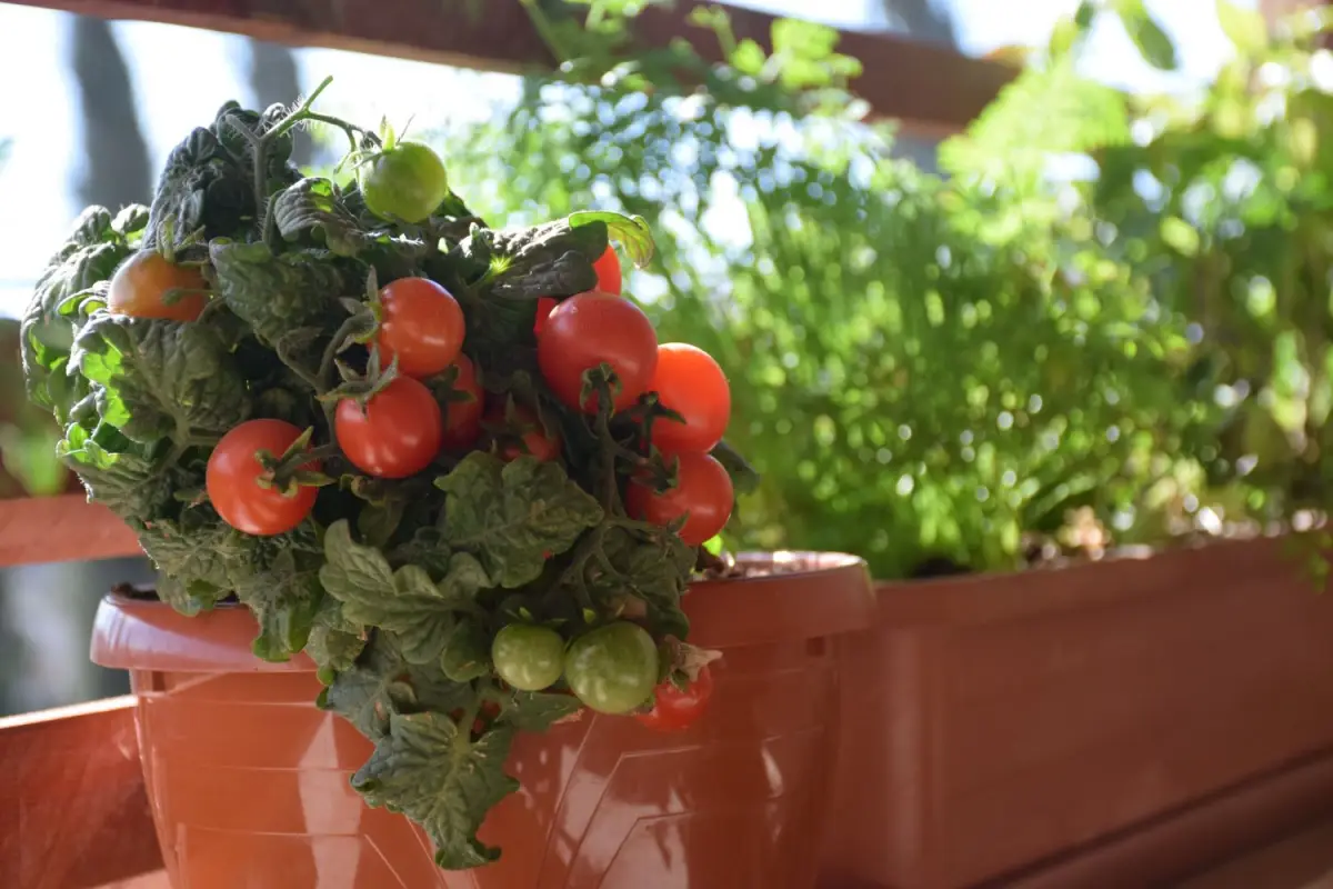 balkon gemuese pflanzen tipps kleine cherry tomaten in topf auf dem balkon