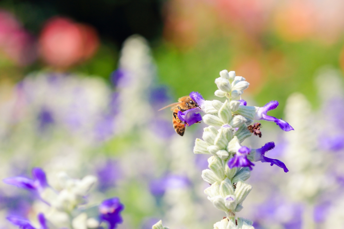 balkon im frueling welche pflanzen sind bienenfreundlich